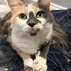 Myrtle, Domestic Mediumhair