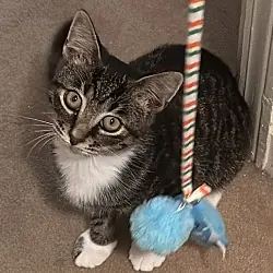 Jay, Domestic Shorthair
