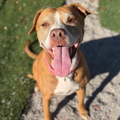 Sophia, Terrier, American Pit Bull mix