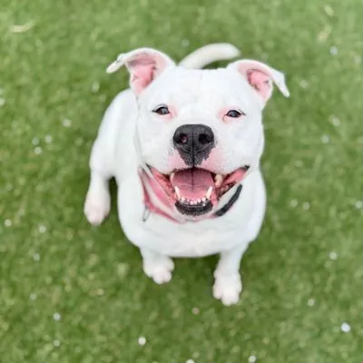 Casterly, Terrier, American Pit Bull