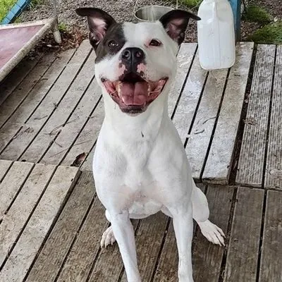 Olivia, Boxer and Terrier, American Pit Bull mix