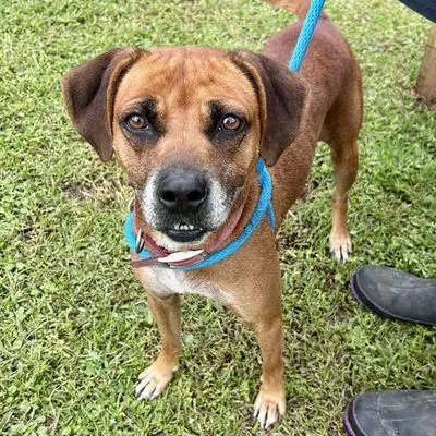 Roxy, Boxer