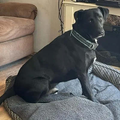 Conor (Courtesy Post), Retriever, Black Labrador