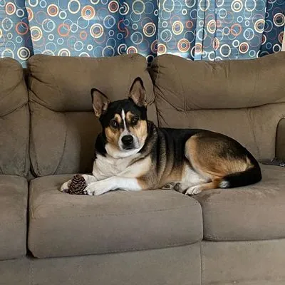 Kirby (Courtesy Post), Husky and Shepherd mix