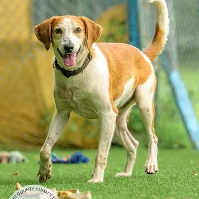 Calvin, Hound