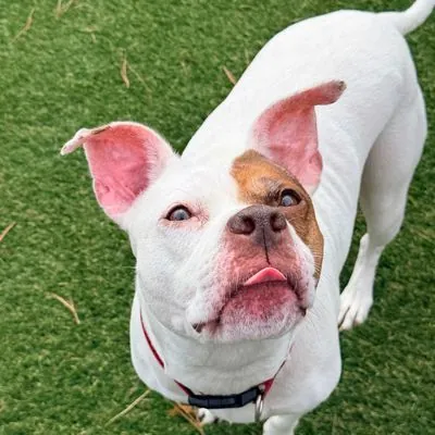 Winter, Terrier, American Pit Bull