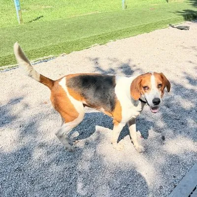 Zipper, Hound