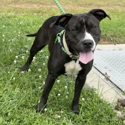 Flower Child, Terrier, American Pit Bull