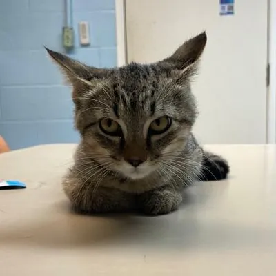 Ash, Domestic Shorthair