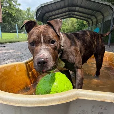 Fiona, Terrier, American Pit Bull