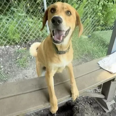 Carmello, Beagle and Shepherd mix
