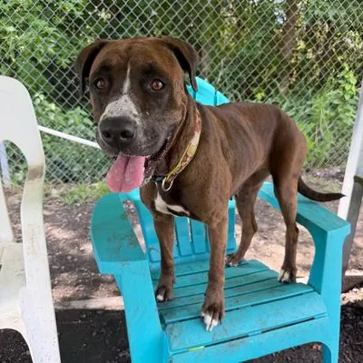Peeta, Boxer
