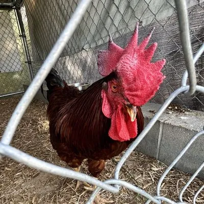 Red, Rhode Island Red