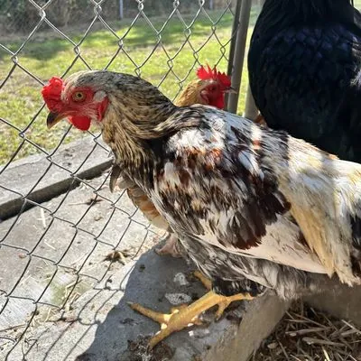 Daryl, other pet