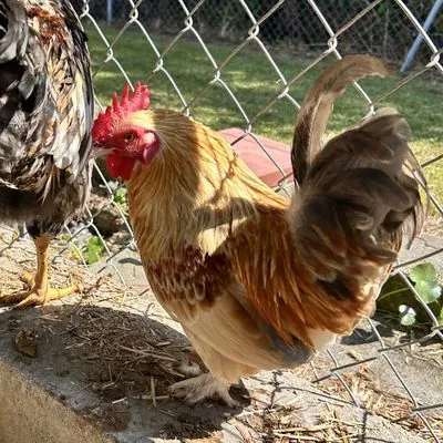 Barbwire, other pet