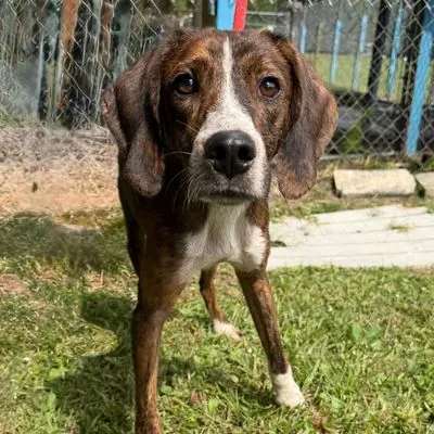 Frodo, Hound