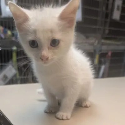 Tim, Siamese