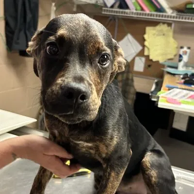 Rebel, Rottweiler and Terrier, American Pit Bull mix