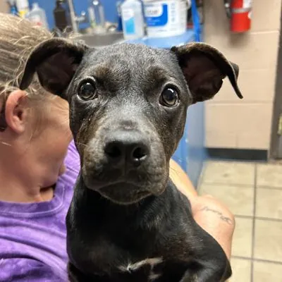 Layla, Rottweiler and Terrier, American Pit Bull mix