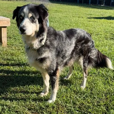 Robin, Shepherd, Australian