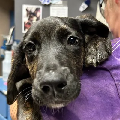 Jimi, Retriever, Labrador and Foxhound, American mix