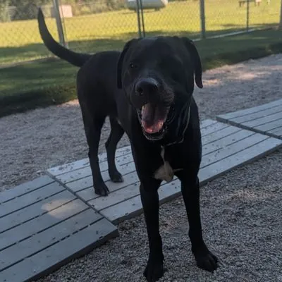 Cole, Retriever, Black Labrador