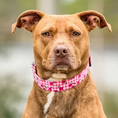 Brandy, Terrier, American Pit Bull mix