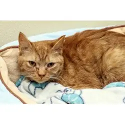 Nala, Domestic Shorthair