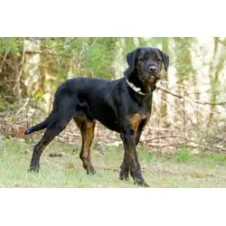 Luke, Airedale Terrier Rottweiler mix