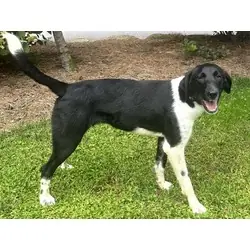 Keowee, Border Collie mix