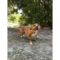 Maple, Terrier (Unknown Type, Medium) mix