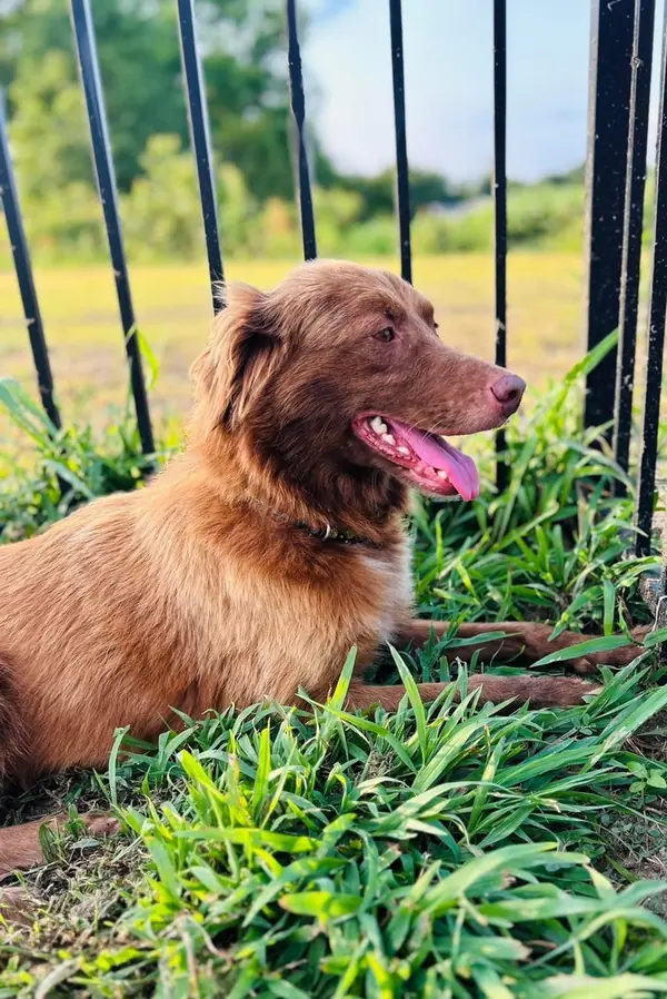 Lizzie, Australian Shepherd