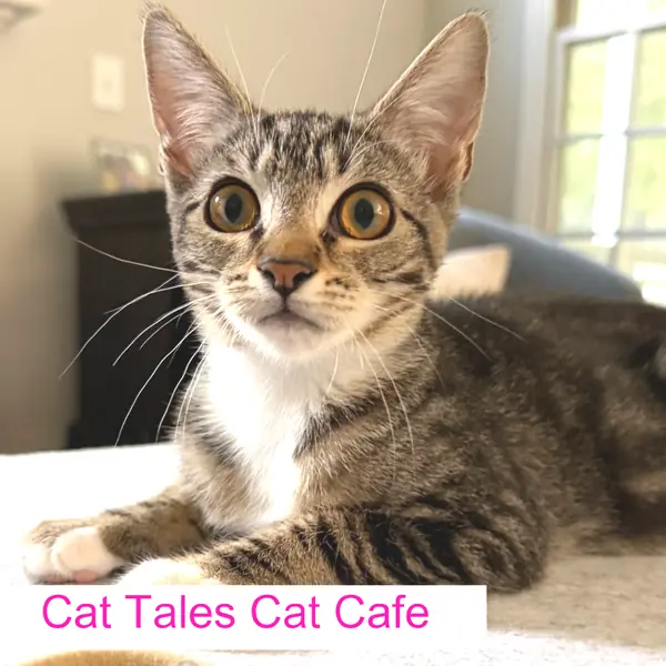 Raina, Domestic Shorthair