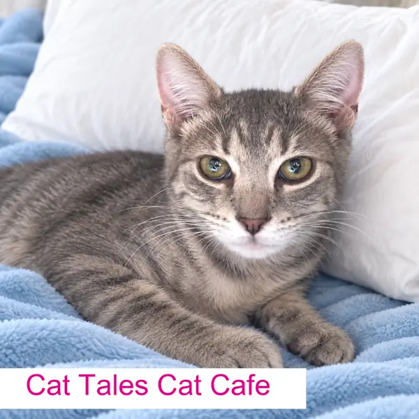 Chase, Domestic Shorthair