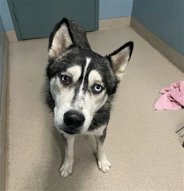 Zorro, Alaskan Husky