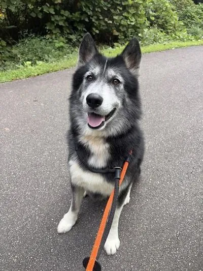 Chief, one of the huskies waiting in North Carolina