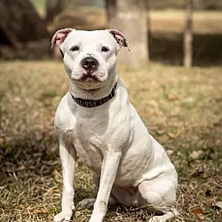 Mila Grace, American Staffordshire Terrier American Bulldog mix