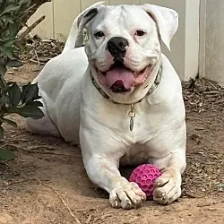 Bella Vida, Boxer American Bulldog mix