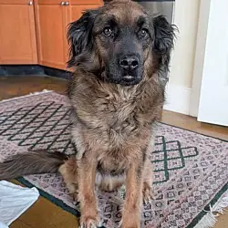 Paddington, German Shepherd Dog Beagle mix