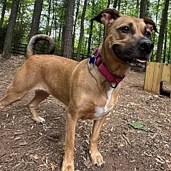 Stella Rico, Dachshund Mixed Breed (Medium) mix