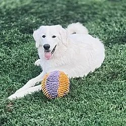 Mira, Great Pyrenees mix