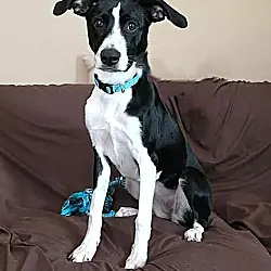 Lil' Bit, Labrador Retriever Border Collie mix