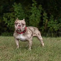 Petunyah, American Bulldog mix