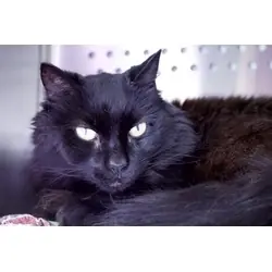 Janie, Domestic Longhair