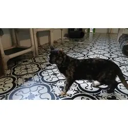 Tanzi, Domestic Shorthair