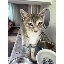 Zsa Zsa, Domestic Shorthair