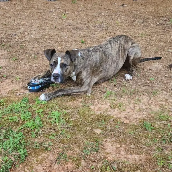 Niko, Boxer and Hound mix