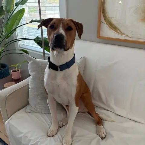 Bubba, Hound