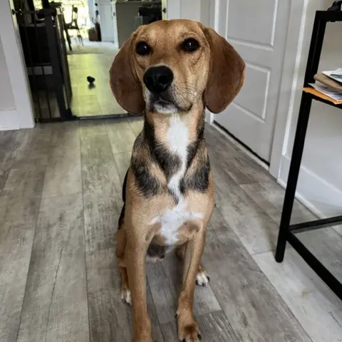 Milton, Hound