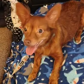 Paco, Chihuahua, Long Coat